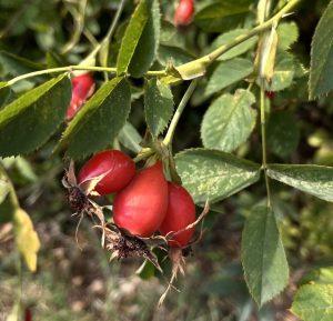 Owoce dzikiej róży – skarbnica dla zdrowia! Owoce dzikiej róży – skarbnica dla zdrowia!