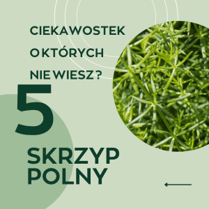 5 powodów dlaczego Skrzyp polny to kolejne niezwykłe zioło ! 5 powodów dlaczego Skrzyp polny to kolejne niezwykłe zioło !