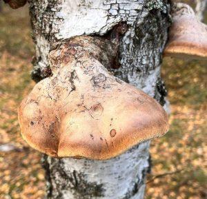 Białoporek brzozowy na wzmocnienie odporności Białoporek brzozowy na wzmocnienie odporności