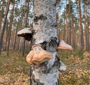Naturalne Oczyszczanie z Białoporkiem Brzozowym Naturalne Oczyszczanie z Białoporkiem Brzozowym