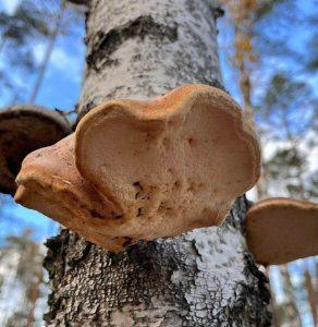 Białoporek Brzozowy – pomoc w trawieniu Białoporek Brzozowy – pomoc w trawieniu