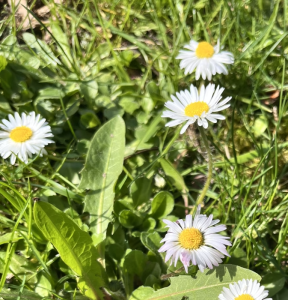 Stokrotka – syrop na kaszel Stokrotka – syrop na kaszel