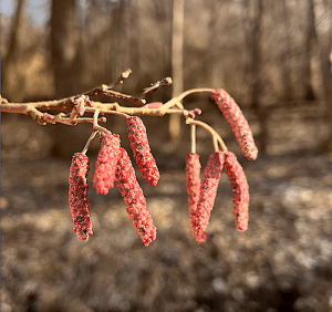 Kotki olchy – naturalne wsparcie dla nerek!