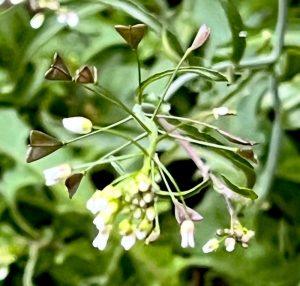 Tasznik – naturalne wsparcie układu moczowego Tasznik – naturalne wsparcie układu moczowego