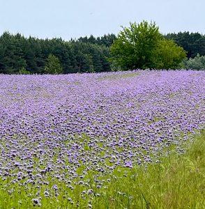 Facelia – wsparcie dla skóry podrażnionej