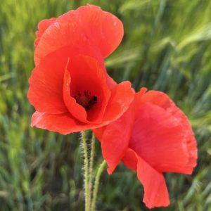 Mak polny – na suchy kaszel