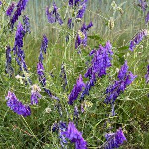 Wyka kosmata – na siniaki, stłuczenia, obrzęki Wyka kosmata – na siniaki, stłuczenia, obrzęki