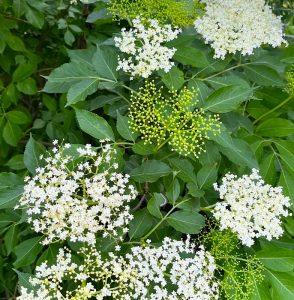 Kwiaty bzu czarnego – przy obrzękach, nadmiarze wody w organizmie