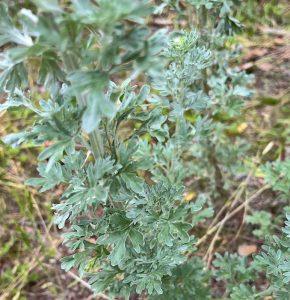 Bylica piołun – naturalna pomoc dla żołądka