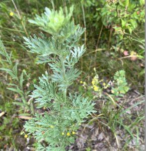 Bylica piołun  i bylica pospolita- jak rozpoznać?