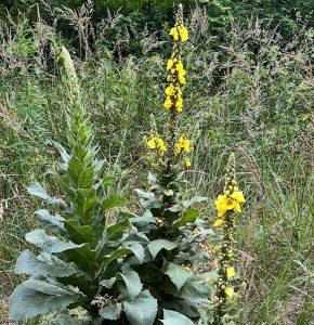 Dziewanna – pomoc na ból ucha