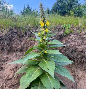 Dziewanna – ciekawostka, której nie znajdziesz w prognozie pogody