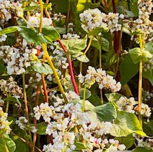 Gryka zwyczajna – na dobrą kondycję naczyń krwionośnych