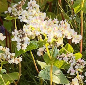 Gryka zwyczajna na świąd i zaczerwienienie – ziołowy sposób naszych babć