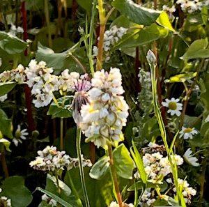 Gryka zwyczajna – ziołowy sposób na wahania cukru po posiłkach