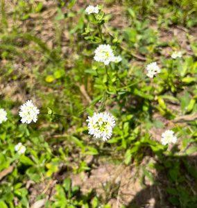 Pyleniec pospolity – na wsparcie trawienia