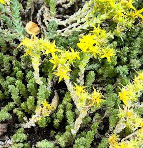 Rozchodnik ostry – naturalny pumeks na stopy? Rozchodnik ostry – naturalny pumeks na stopy?