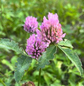 Koniczyna czerwona – menopauza nie musi być straszna!