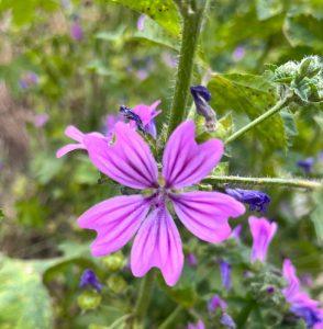 Ślaz dziki – wsparcie dla skóry wrażliwej