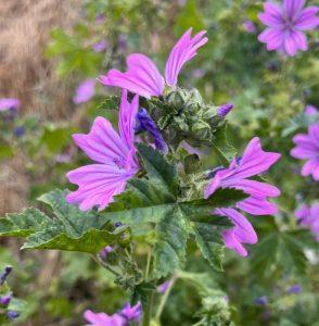Ślaz dziki – roślina, która naturalnie barwi świat Ślaz dziki – roślina, która naturalnie barwi świat