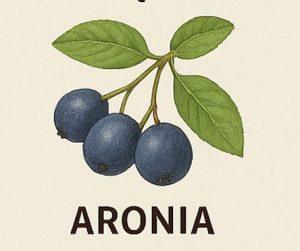 Aronia