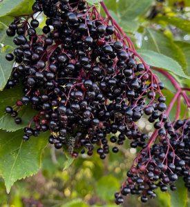 Bez czarny – naturalne wsparcie przy przeziębieniu