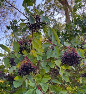 Bez czarny – wsparcie przy problemach z trawieniem i zaparciach