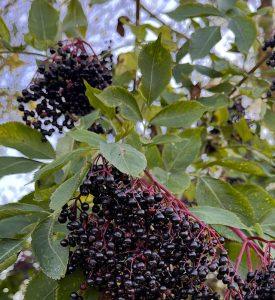 Bez czarny – ulubiona roślina Hipokratesa Bez czarny – ulubiona roślina Hipokratesa