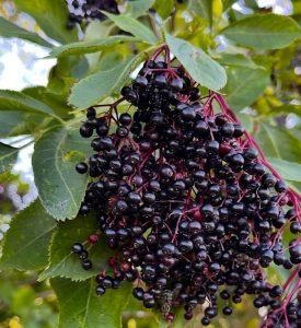 Bez czarny – doskonały na zimowe chłody