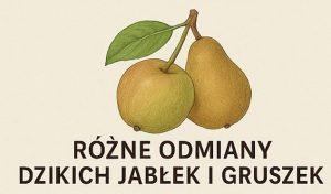 Dzikie grusze i jabłka