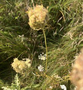 Marchew dzika – ciekawostka z czasów starożytnych