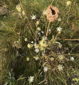 Marchew dzika – na wsparcie jelit i żołądka