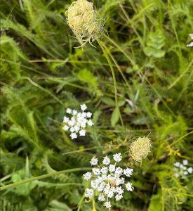 Marchew dzika – jako naturalne wsparcie dla skóry