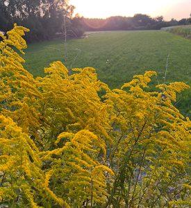 Nawłoć kanadyjska – wsparcie przy zatrzymywaniu wody w organizmie