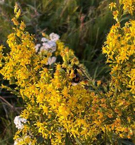 Nawłoć pospolita – wsparcie przy stanach zapalnych jamy ustnej i gardła