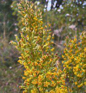 Nawłoć pospolita – wsparcie higieny skóry