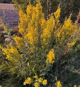 Nawłoć pospolita – na spięte mięśnie i sztywne stawy