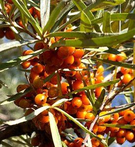 Rokitnik jako osłona dla żołądka przy nadkwaśności