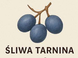 Śliwa Tarnina