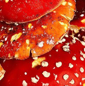 Inne spojrzenia na amanita muscaria w tradycji czy duchowości!