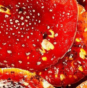 Amanita Muscaria muchomor czerwony