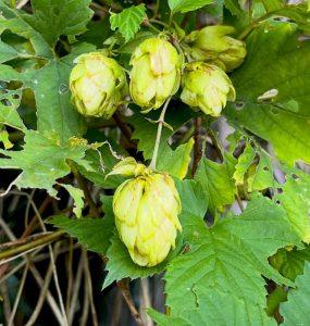 Szyszki chmielu – przepis na dobry humor i piwo