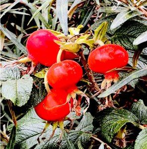 Dzika róża na serce i krążenie Dzika róża na serce i krążenie