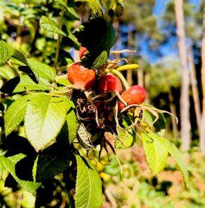 Dzika róża na nerki i układ moczowy Dzika róża na nerki i układ moczowy