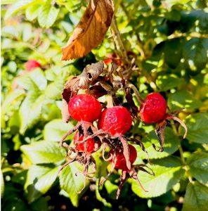 Dzika róża na przeziębienia