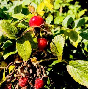 Dzika róża – przepis na wino różane Dzika róża – przepis na wino różane