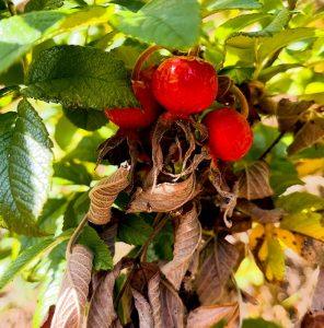 Dzika róża na wsparcie stawów