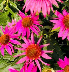 Jeżówka „echinacea” na nawracające infekcje