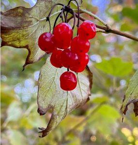 Kalina koralowa – na wsparcie w czasie przeziębień