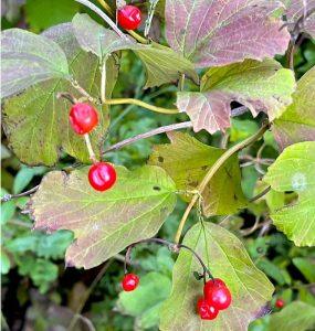 Kalina koralowa – na komfort przy napięciu mięśniowym